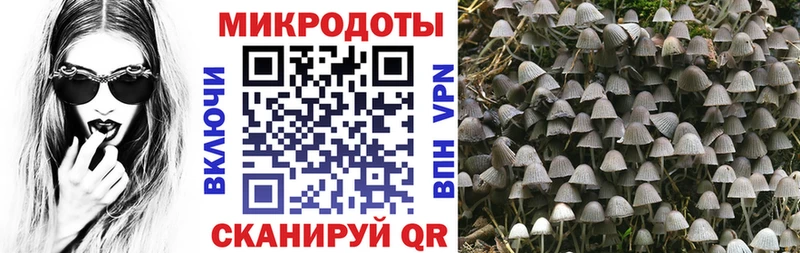kraken tor  Заполярный  Галлюциногенные грибы Psilocybe 